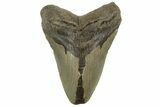 Fossil Megalodon Tooth - North Carolina #219500-1